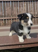 Slick, a male Pembroke Welsh Corgi and Toy Australian Shepherd for sale in Shipshewana, IN – Photo 1 of 6