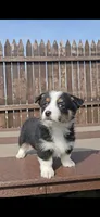 Slick, a male Pembroke Welsh Corgi and Toy Australian Shepherd for sale in Shipshewana, IN – Photo 2 of 6