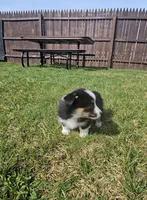 Slick, a male Pembroke Welsh Corgi and Toy Australian Shepherd for sale in Shipshewana, IN – Photo 5 of 6