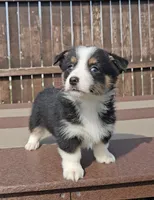 Slick, a male Pembroke Welsh Corgi and Toy Australian Shepherd for sale in Shipshewana, IN – Photo 6 of 6