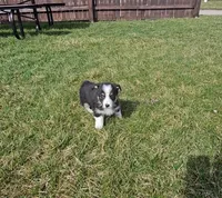 Slick, a male Pembroke Welsh Corgi and Toy Australian Shepherd for sale in Shipshewana, IN – Photo 4 of 6
