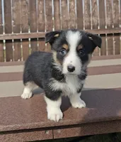 Slick, a male Pembroke Welsh Corgi and Toy Australian Shepherd for sale in Shipshewana, IN – Photo 3 of 6