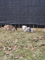 Reed, a male Pembroke Welsh Corgi and Toy Australian Shepherd for sale in Shipshewana, IN – Photo 9 of 9