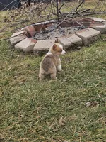 Remi, a female Pembroke Welsh Corgi and Toy Australian Shepherd for sale in Shipshewana, IN – Photo 8 of 8
