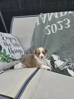 Remi, a female Pembroke Welsh Corgi and Toy Australian Shepherd for sale in Shipshewana, IN – Photo 3 of 8