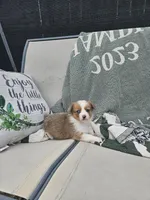 Remi, a female Pembroke Welsh Corgi and Toy Australian Shepherd for sale in Shipshewana, IN – Photo 7 of 8