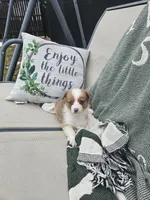 Remi, a female Pembroke Welsh Corgi and Toy Australian Shepherd for sale in Shipshewana, IN – Photo 1 of 8