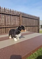 Snoopy, a male Pembroke Welsh Corgi and Toy Australian Shepherd for sale in Shipshewana, IN – Photo 2 of 9