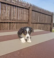 Snoopy, a male Pembroke Welsh Corgi and Toy Australian Shepherd for sale in Shipshewana, IN – Photo 4 of 9