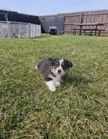 Snoopy, a male Pembroke Welsh Corgi and Toy Australian Shepherd for sale in Shipshewana, IN – Photo 9 of 9