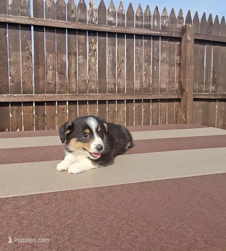 Snoopy – Pembroke Welsh Corgi, Toy Australian Shepherd puppy for sale in Shipshewana, IN