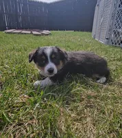 Snoopy, a male Pembroke Welsh Corgi and Toy Australian Shepherd for sale in Shipshewana, IN – Photo 6 of 9