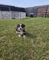 Snoopy, a male Pembroke Welsh Corgi and Toy Australian Shepherd for sale in Shipshewana, IN – Photo 8 of 9