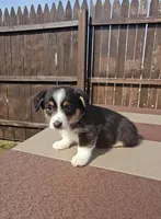 Snoopy, a male Pembroke Welsh Corgi and Toy Australian Shepherd for sale in Shipshewana, IN – Photo 7 of 9