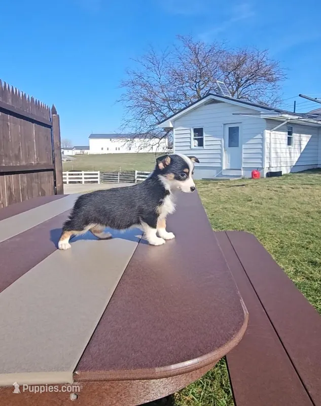 Roxy – Pembroke Welsh Corgi, Toy Australian Shepherd puppy for sale in Shipshewana, IN
