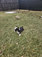 Roxy, a female Pembroke Welsh Corgi and Toy Australian Shepherd for sale in Shipshewana, IN – Photo 5 of 6