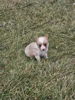 Rhea, a female Pembroke Welsh Corgi and Toy Australian Shepherd for sale in Shipshewana, IN – Photo 8 of 8