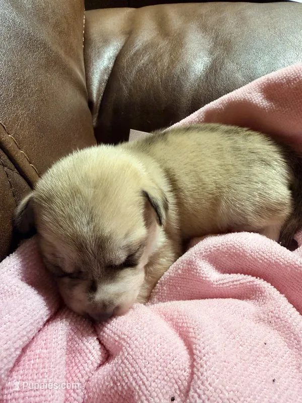 Pitsky puppy – American Pit Bull Terrier, Alaskan Husky puppy for sale in Aurora, CO