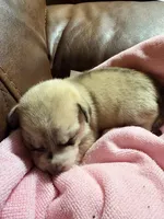 Pitsky puppy, a female American Pit Bull Terrier and Alaskan Husky for sale in Aurora, CO – 1 of 1