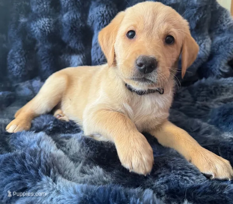 Yellow – Golden Retriever, Labrador Retriever puppy for sale in Burlington, CO