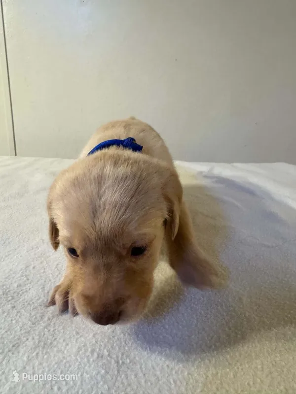 Blue – Golden Retriever, Labrador Retriever puppy for sale in Burlington, CO