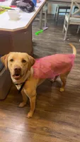 Green, a female Golden Retriever and Labrador Retriever for sale in Burlington, CO – 4 of 4
