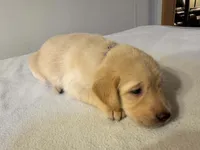 Purple, a female Golden Retriever and Labrador Retriever for sale in Burlington, CO – 2 of 4