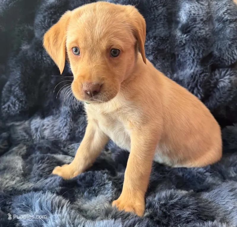 Teal – Golden Retriever, Labrador Retriever puppy for sale in Burlington, CO