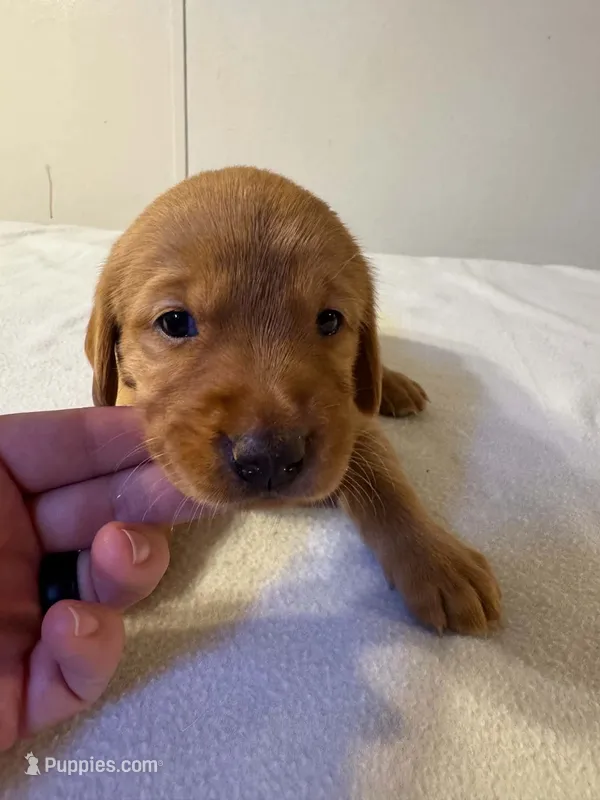 Pink – Golden Retriever, Labrador Retriever puppy for sale in Burlington, CO