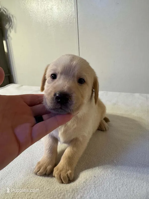 Purple – Golden Retriever, Labrador Retriever puppy for sale in Burlington, CO