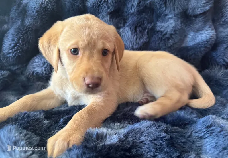 Blue – Golden Retriever, Labrador Retriever puppy for sale in Burlington, CO