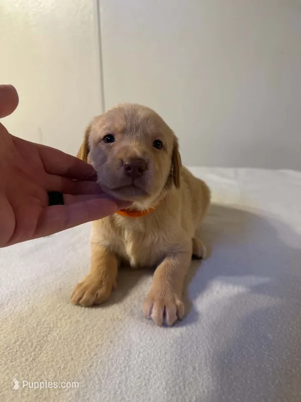 Orange – Golden Retriever, Labrador Retriever puppy for sale in Burlington, CO