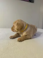 Yellow, a female Golden Retriever and Labrador Retriever for sale in Burlington, CO – 2 of 4