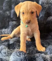 Teal, a female Golden Retriever and Labrador Retriever for sale in Burlington, CO – 2 of 4