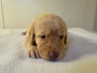 Green, a female Golden Retriever and Labrador Retriever for sale in Burlington, CO – 1 of 4