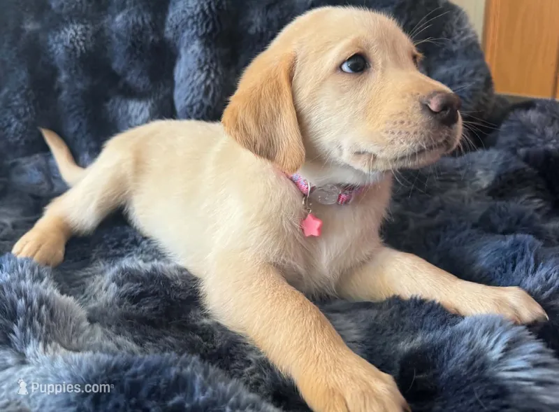 Purple – Golden Retriever, Labrador Retriever puppy for sale in Burlington, CO