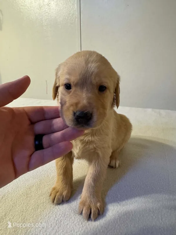 Yellow – Golden Retriever, Labrador Retriever puppy for sale in Burlington, CO