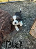 Teddy, a male Bernese Mountain Dog and Great Pyrenees for sale in Sac City, IA – 1 of 1