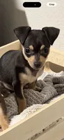 Tommy, a male Miniature Pinscher for sale in Katy, TX – 3 of 4