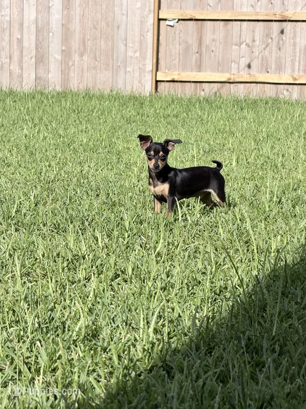 Tommy – Miniature Pinscher puppy for sale in Katy, TX
