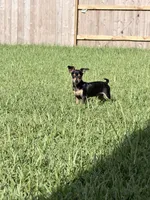 Tommy, a male Miniature Pinscher for sale in Katy, TX – 1 of 4