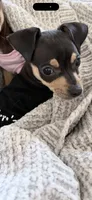 Tommy, a male Miniature Pinscher for sale in Katy, TX – 4 of 4