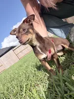 Gracie, a female Miniature Pinscher for sale in Katy, TX – 2 of 5