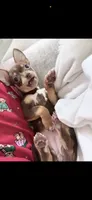 Gracie, a female Miniature Pinscher for sale in Katy, TX – 4 of 5