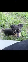 Tommy, a male Miniature Pinscher for sale in Katy, TX – 2 of 4