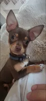 Gracie, a female Miniature Pinscher for sale in Katy, TX – 1 of 5