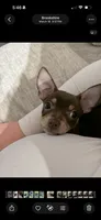 Gracie, a female Miniature Pinscher for sale in Katy, TX – 5 of 5
