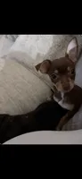Gracie, a female Miniature Pinscher for sale in Katy, TX – 3 of 5