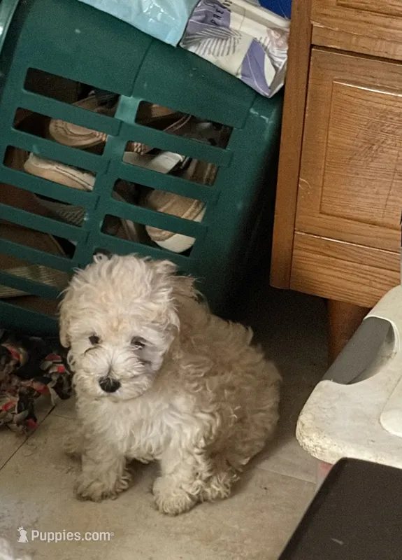 Ana – Maltipoo puppy for sale in 
