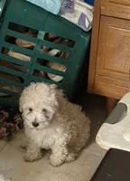Ana, a female Maltipoo for sale in ,  – 1 of 2